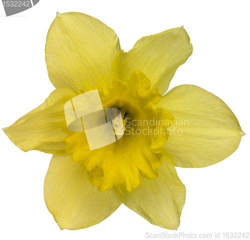 Image of yellow daffodil flower on white