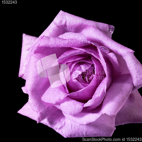 Image of pink rose flower detail