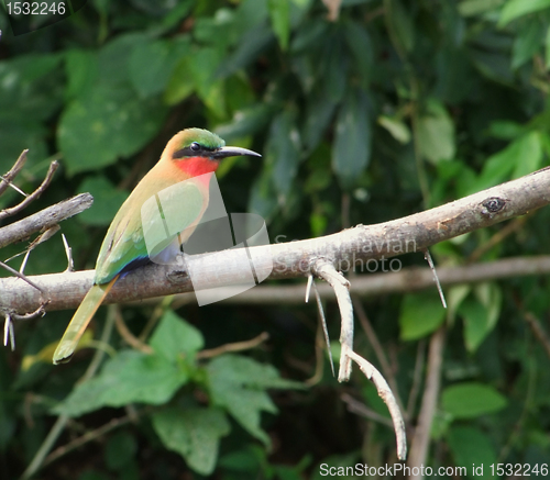 Image of colorful Bee-eater on a twig
