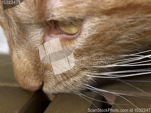 Image of Maine Coon cat detail