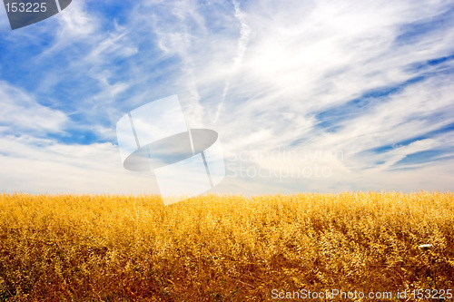 Image of Golden Field