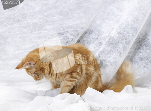 Image of Maine Coon kitten