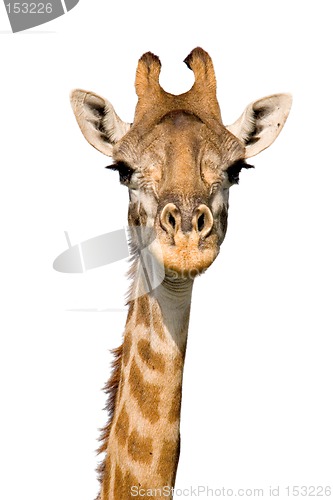 Image of Massai Giraffe