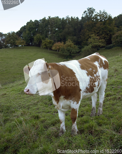 Image of brown and white skewbald cow out at feed