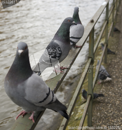 Image of doves sitting on balustrade