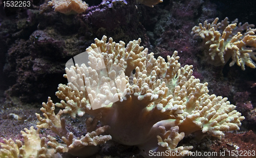 Image of coral+