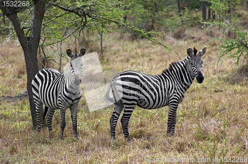 Image of Zebras in Africa