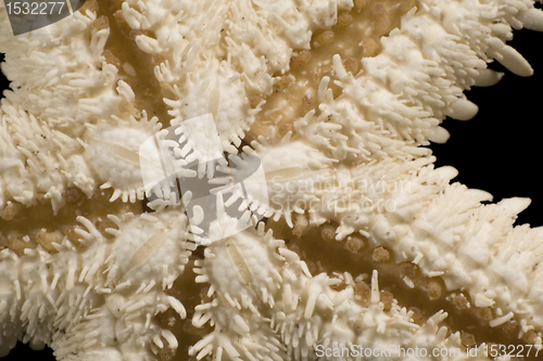 Image of abstract starfish detail