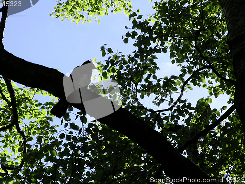 Image of Bird silhouette