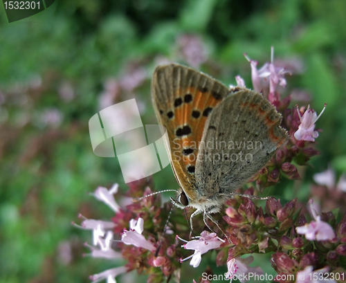 Image of butterfly named Lycaena phlaeas