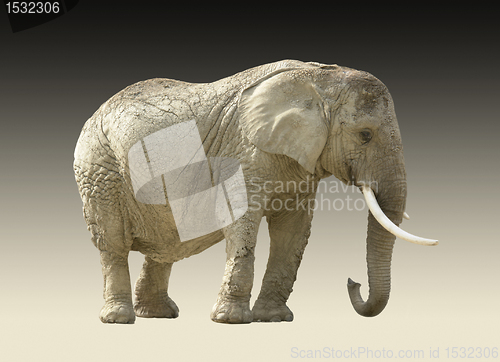 Image of african elephant