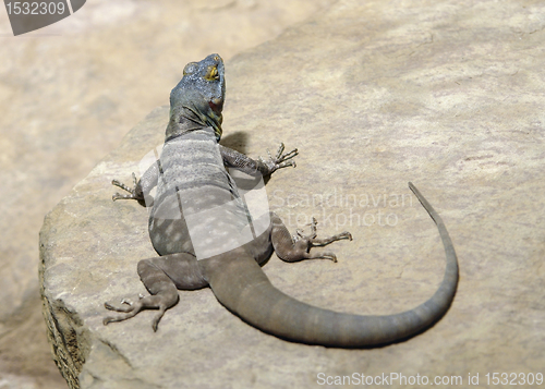 Image of Lizard on stone surface