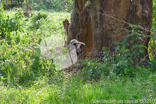 Image of small pig in Uganda