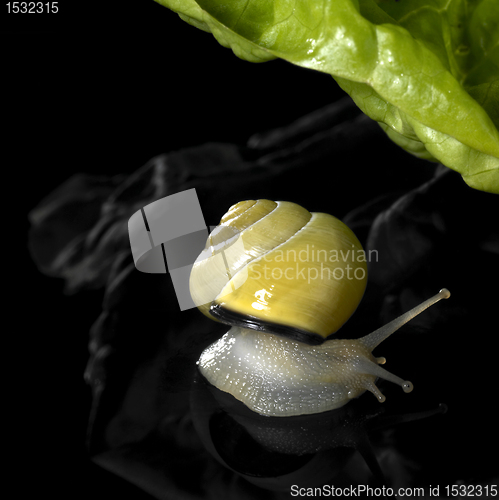 Image of yellow Grove snail and salad