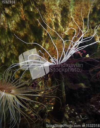 Image of Sea anemones with long tentacles