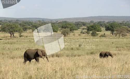 Image of Elephants in Tangire National Park