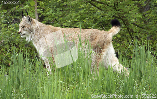 Image of Eurasian Lynx in natural back