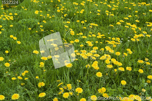 Image of sunny dandelion meadow