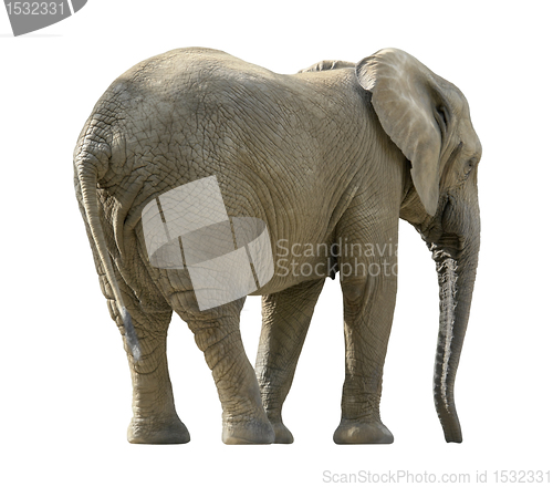 Image of african elephant