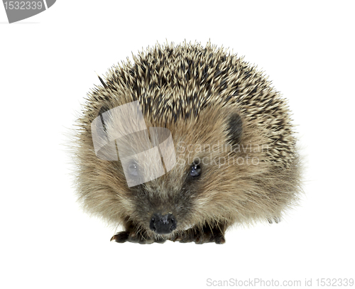 Image of young hedgehog in white back