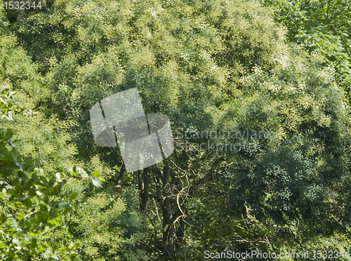 Image of abstract greenery back