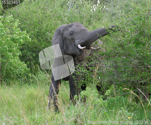 Image of Elephant at fed in Uganda