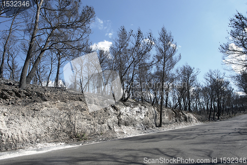 Image of roadside scenery after a forest fire