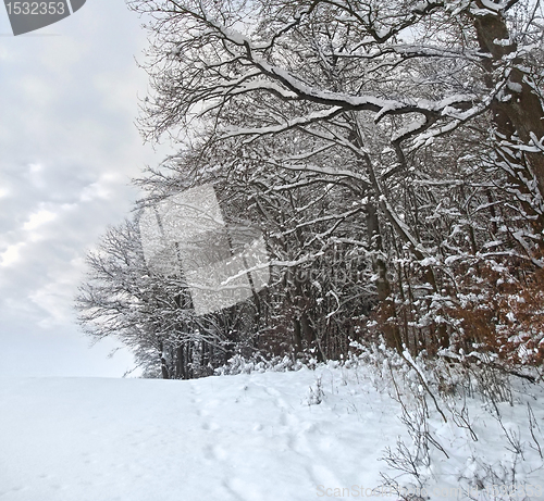 Image of winter forest