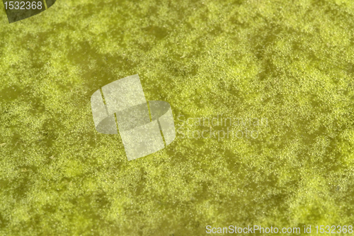 Image of green bubbly slime detail