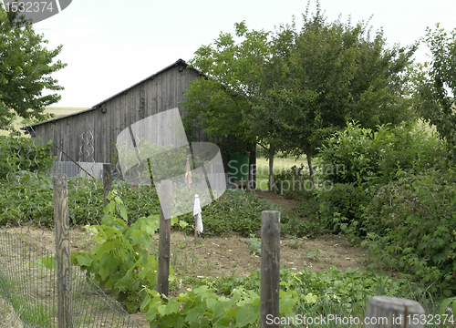 Image of allotment garden and utility shed