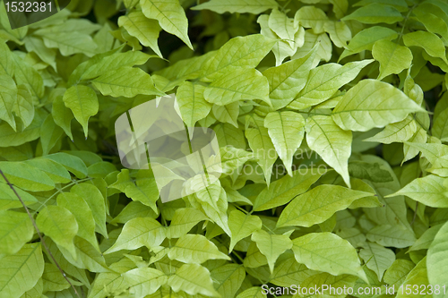 Image of fresh green leaves