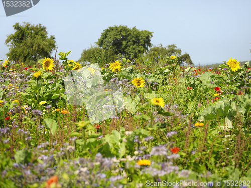 Image of flowering meadow and trees