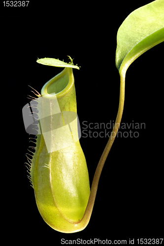 Image of carnivorous plant detail