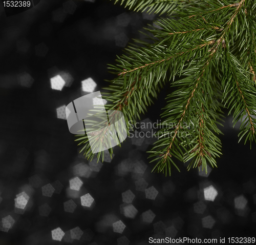 Image of green fir branch detail