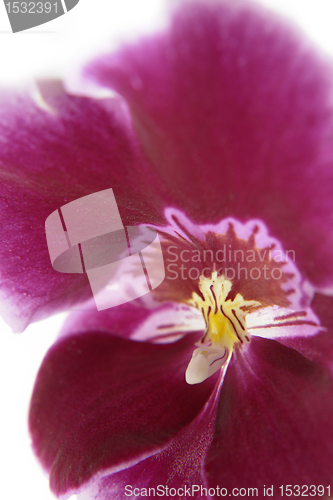 Image of violet orchid