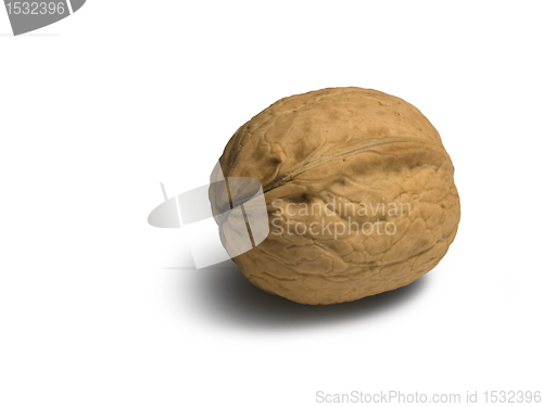 Image of walnut