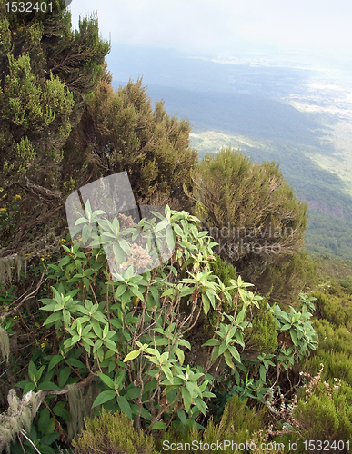 Image of plants in the Virunga Mountains