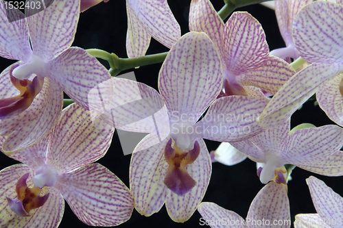 Image of colorful orchid flowers