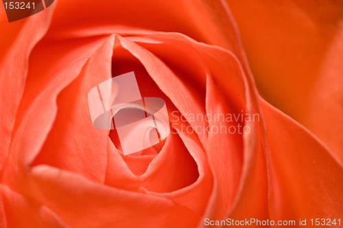 Image of Red Rose