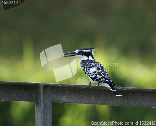 Image of Kingfisher on metallic bar