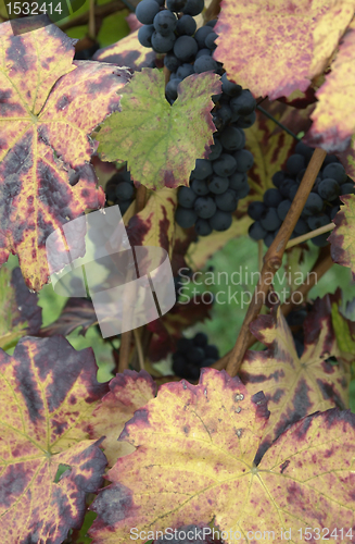 Image of grape leaves detail