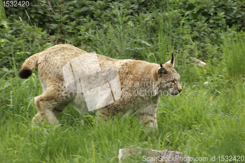 Image of Eurasian Lynx sneaking in green vegetation