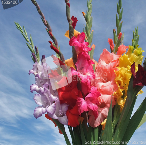 Image of bunch of gladioli flowers