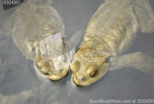 Image of common toads in a pond