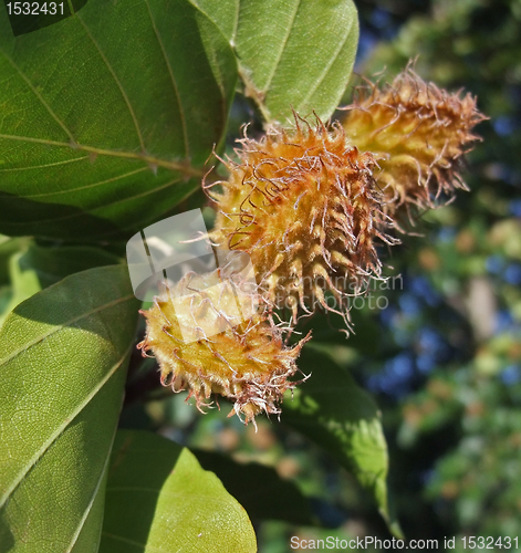 Image of sunny illuminated beech-nuts