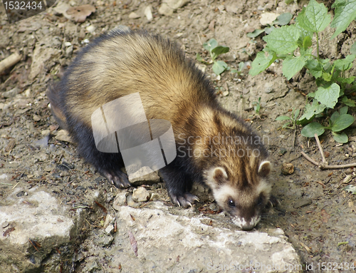 Image of Ferret in stony back