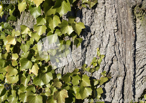 Image of ivy horizontal