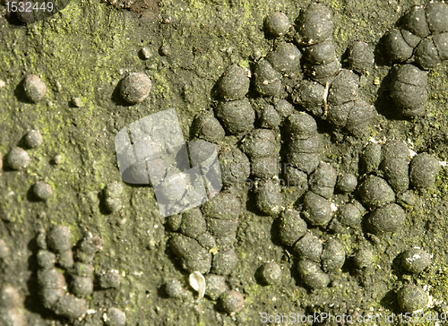 Image of green bark detail