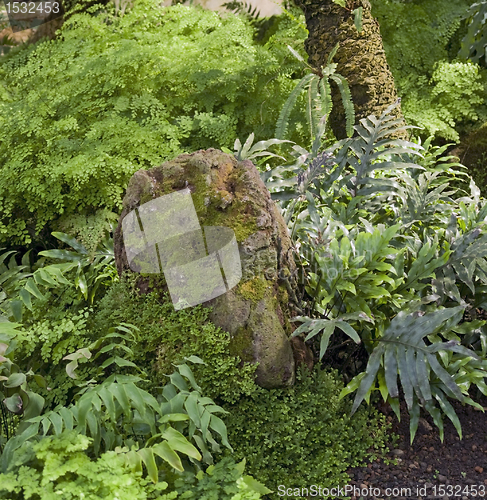 Image of dense jungle vegetation scenery