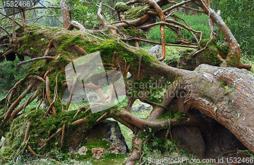 Image of overgrown tree trunk